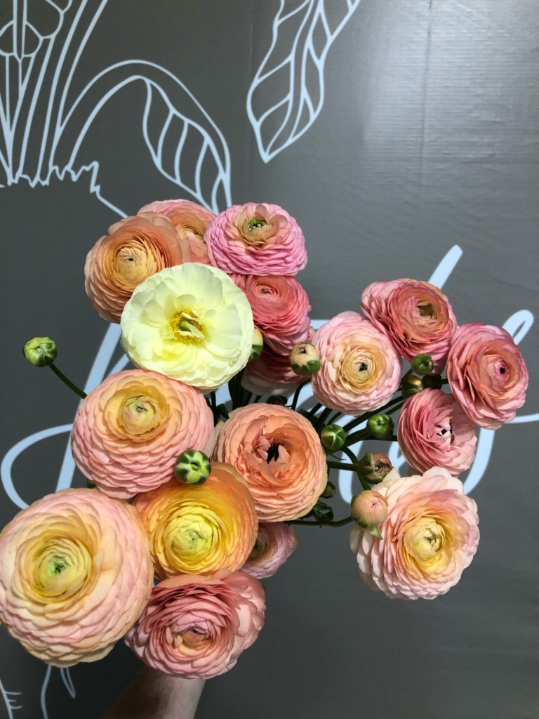 ranunculus flower for spring wedding bouquet 